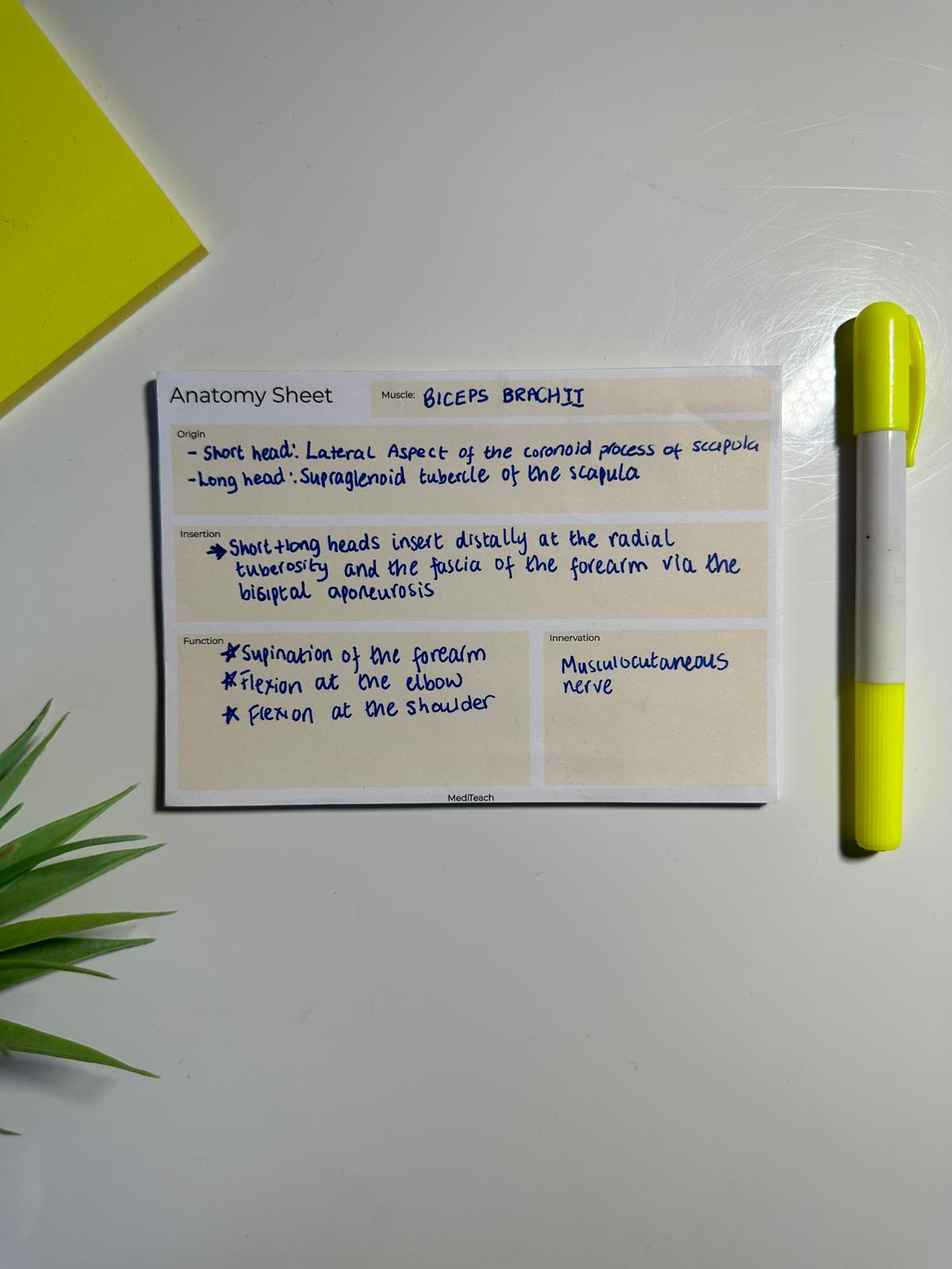 A6 Anatomy Notepad with medical information filled in